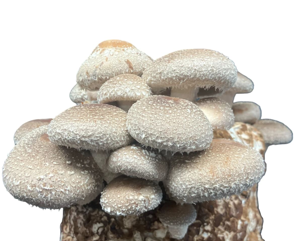 Shiitake